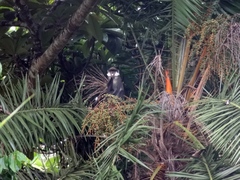 Cercopithecus ascanius schmidti