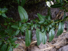 Haloragis masafuerana