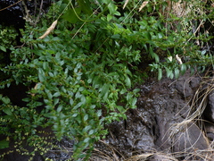 Haloragis masafuerana