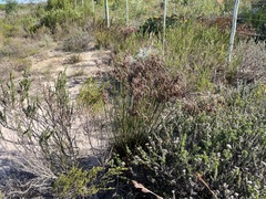 Thamnochortus muirii