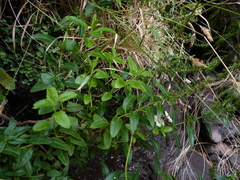 Haloragis masafuerana