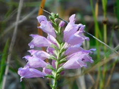 Physostegia