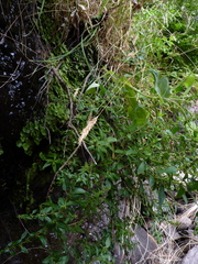 Haloragis masafuerana