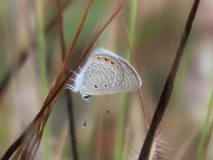 Freyeria trochylus