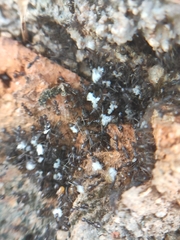 Paratrechina longicornis