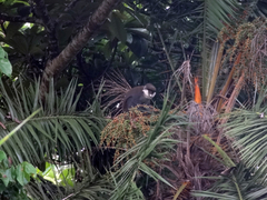 Cercopithecus ascanius schmidti