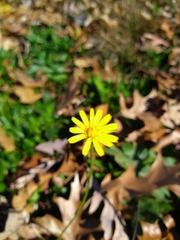 Scorzoneroides autumnalis