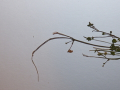 Cardamine corymbosa