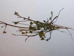 Cardamine corymbosa