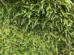 Hypnum cupressiforme