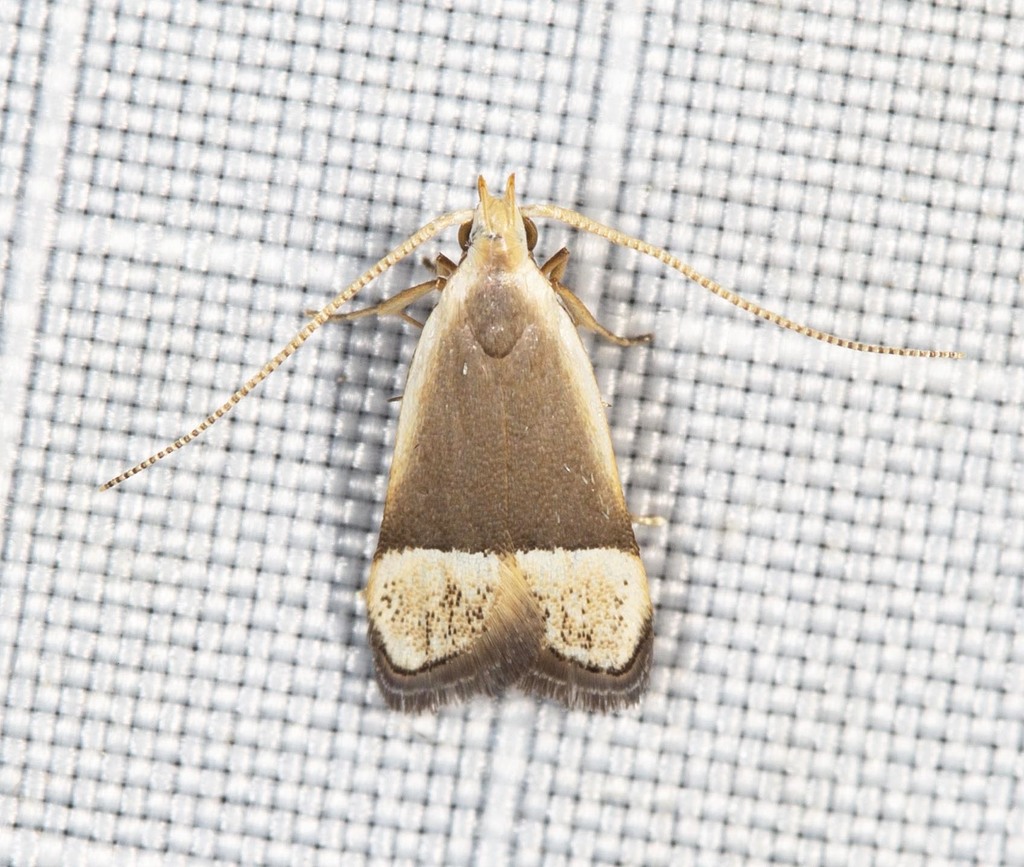 Sarisophora tenella
