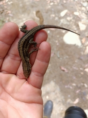 Pholidobolus vertebralis