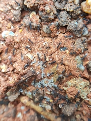 Paratrechina longicornis