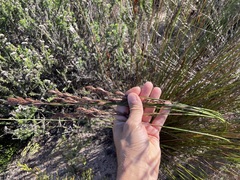 Thamnochortus muirii