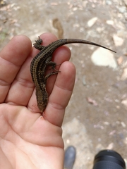 Pholidobolus vertebralis