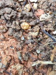 Paratrechina longicornis