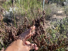 Thamnochortus muirii