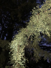 Cupressus