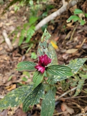 Acanthaceae