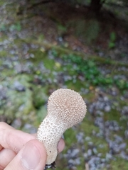 Lycoperdon excipuliforme