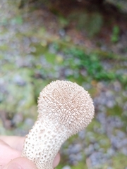 Lycoperdon excipuliforme