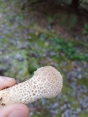 Lycoperdon excipuliforme