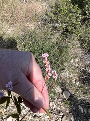 Persicaria bicornis