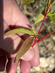 Persicaria bicornis