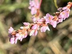 Persicaria bicornis