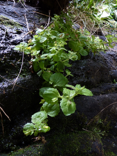 Erythranthe glabrata (Erythranthe glabrata)