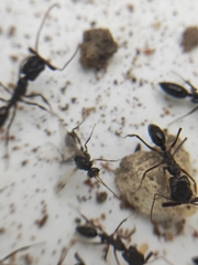 Odontomachus simillimus