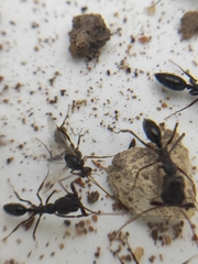 Odontomachus simillimus
