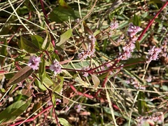 Persicaria bicornis
