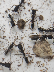 Odontomachus simillimus