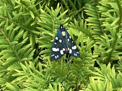 Callimorpha dominula