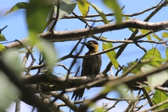 Colaptes campestris campestris