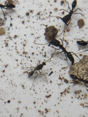 Odontomachus simillimus