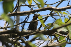 Colaptes campestris campestris