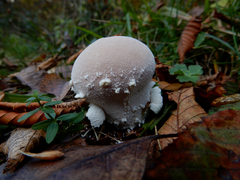 Lycoperdon mammiforme