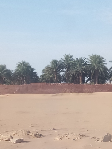 Date Palm