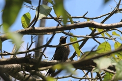 Colaptes campestris campestris