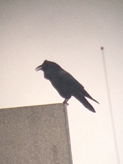 Corvus corax principalis