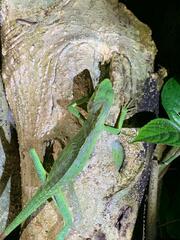 Bronchocela jubata