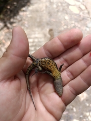 Pholidobolus vertebralis