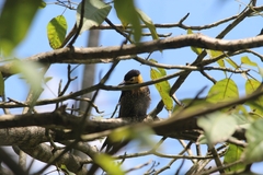 Colaptes campestris campestris