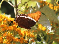 Siproeta epaphus epaphus