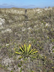 Yucca gloriosa