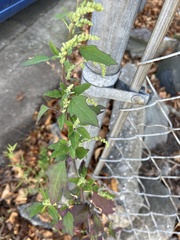 Chenopodium album