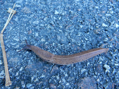 Tandonia rustica