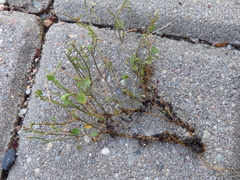 Cardamine corymbosa